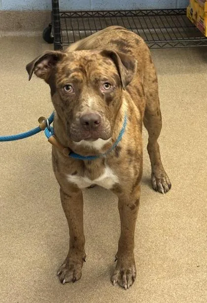 A young large-sized male Mixed Breed dog named Discovery for adoption in Chamblee, GA