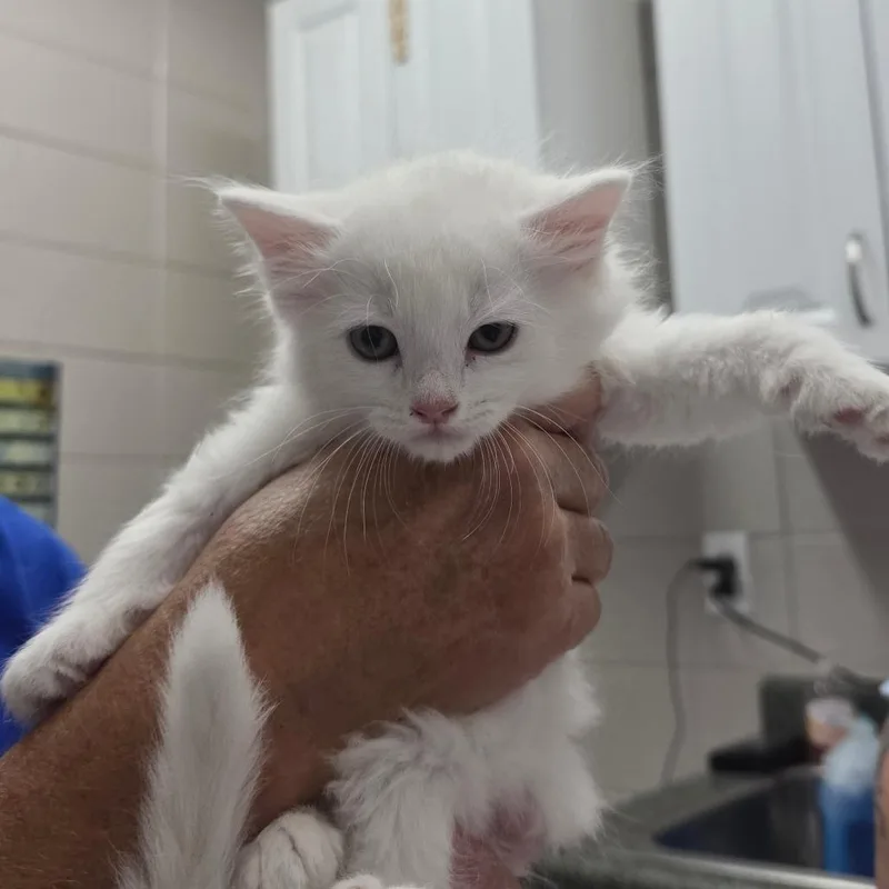 A baby small-sized male Domestic Medium Hair cat named Lychee for adoption in Huntsville, AL