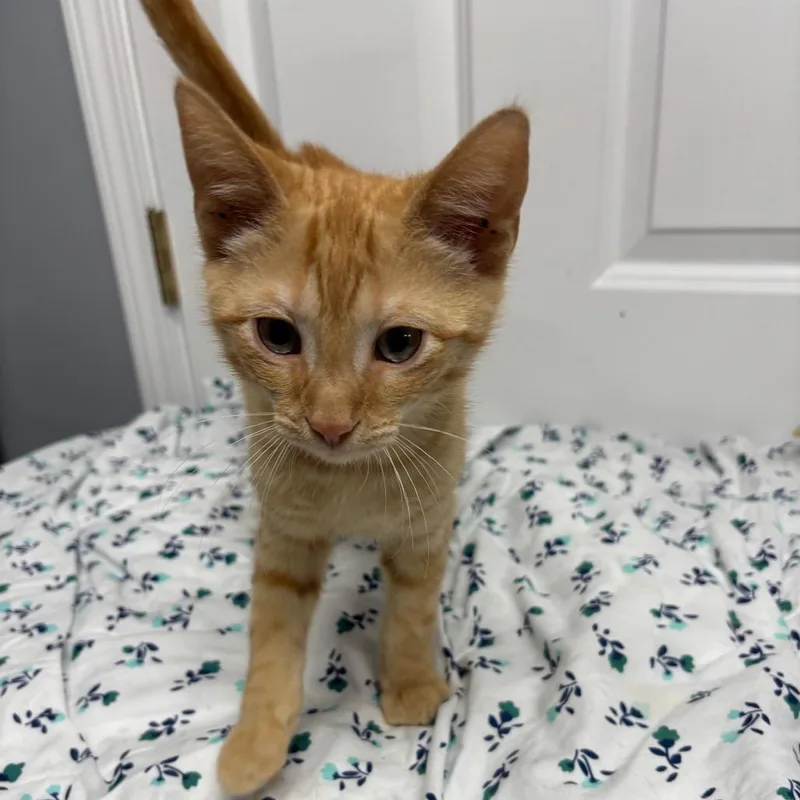 A baby small-sized male Orange / Red Domestic Short Hair cat named Faygo for adoption in Granville, OH
