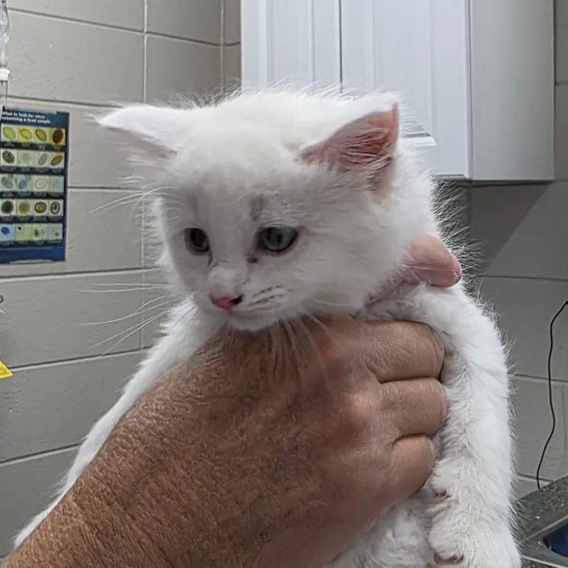 A baby small-sized male Domestic Medium Hair cat named Coconut for adoption in Huntsville, AL