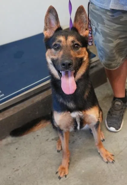 An adult medium-sized female German Shepherd Dog dog named Sadie for adoption in Bowling Green, KY
