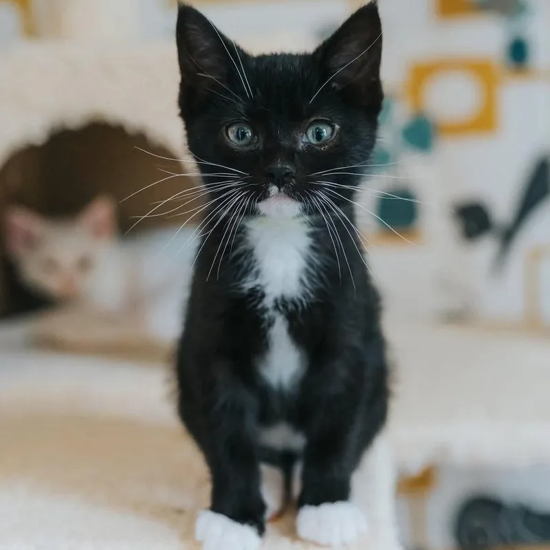 A baby medium-sized male Black & White / Tuxedo Tuxedo cat named Andy for adoption in Kentwood, MI
