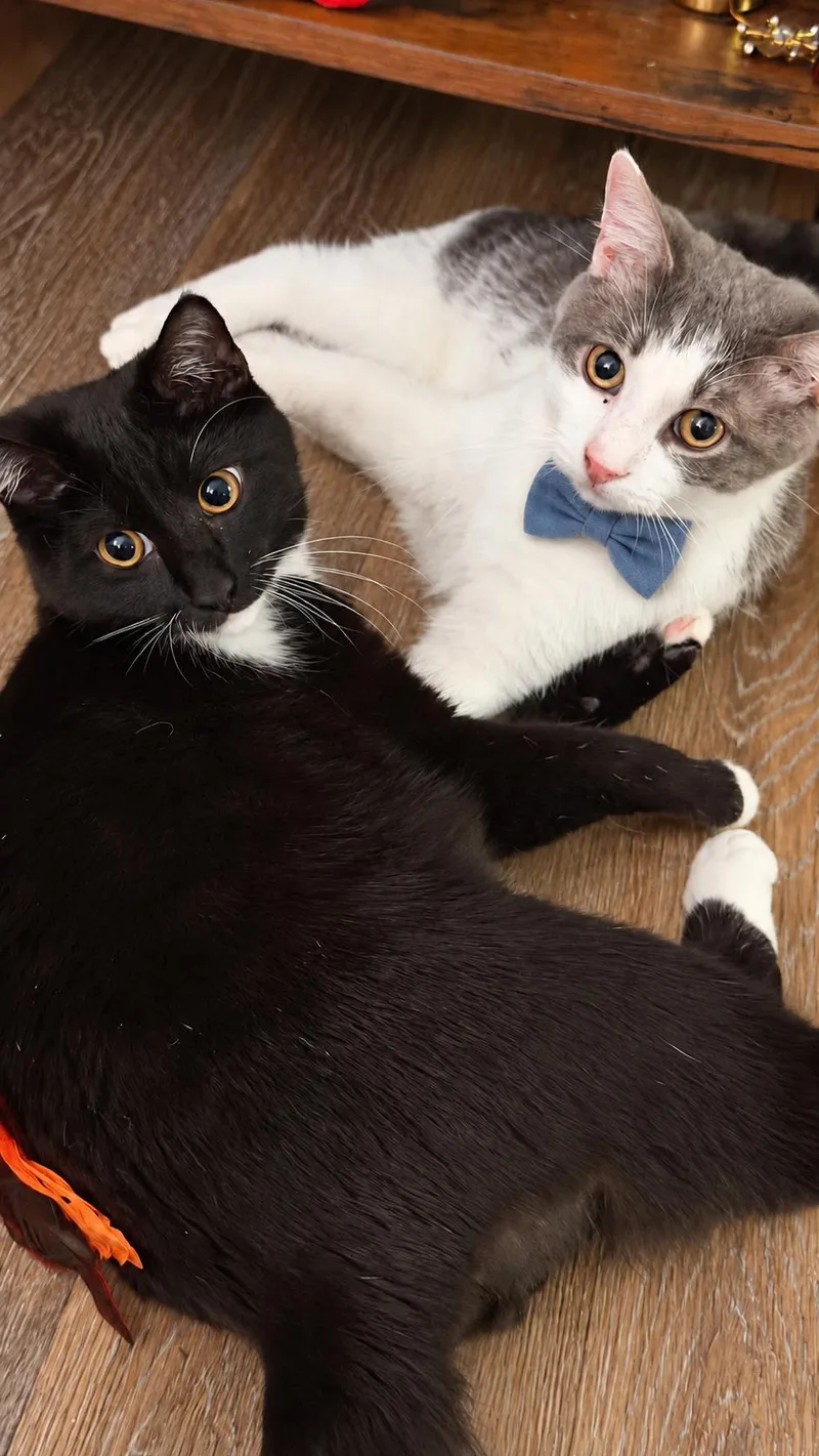 A baby small-sized male American Shorthair cat named Archie for adoption in Charlotte, NC