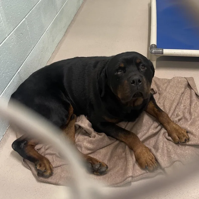 A baby large-sized male Rottweiler dog named Hooch for adoption in Newark, NJ