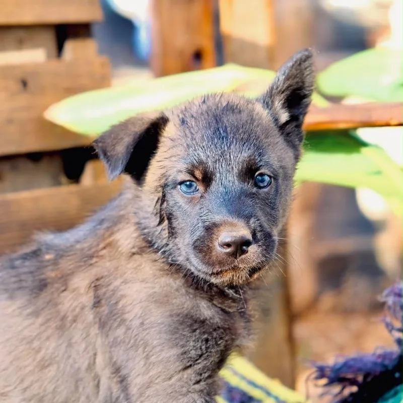 A baby large-sized female Siberian Husky dog named Willow for adoption in San Diego, CA