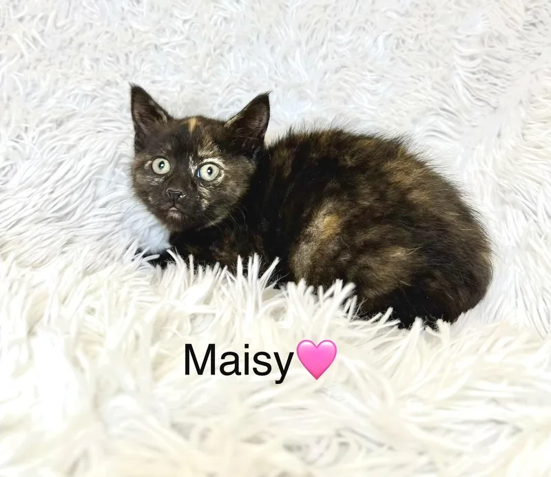 A baby medium-sized female Tortoiseshell cat named Maisy for adoption in Copley, OH