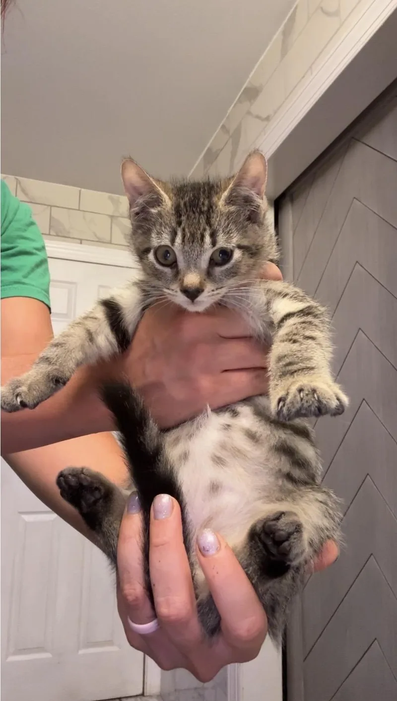 A baby medium-sized male Domestic Short Hair cat named Bryan for adoption in Mayfield, NY