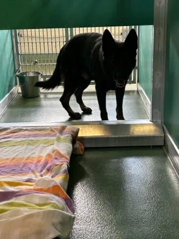 An adult large-sized male Mixed Breed dog named Volker for adoption in West Palm Beach, FL
