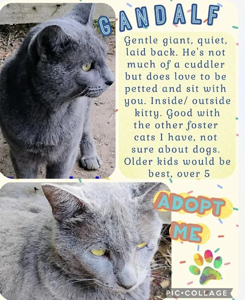 A young medium-sized male Gray / Blue / Silver Domestic Short Hair cat named Gandalf for adoption in Kannapolis, NC