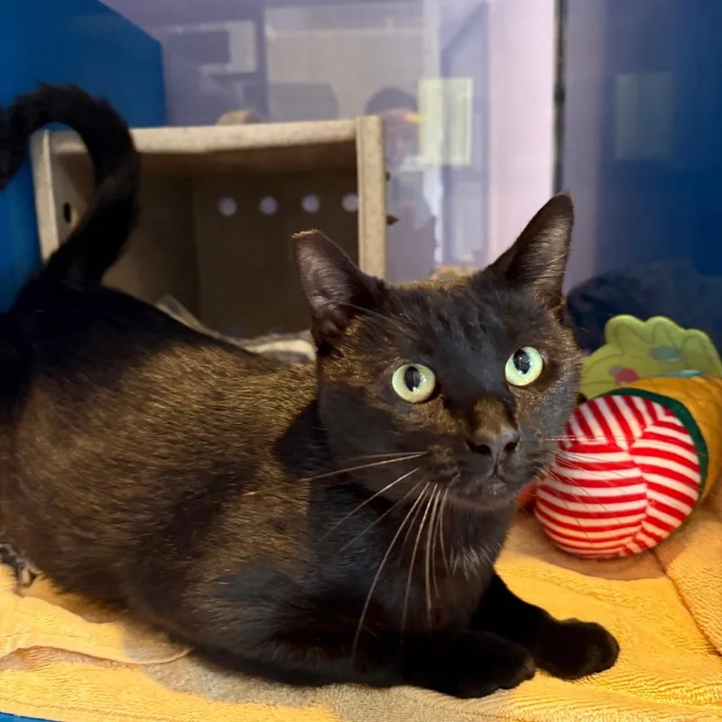 An adult medium-sized male Black Domestic Short Hair cat named Auricle for adoption in Los Angeles, CA