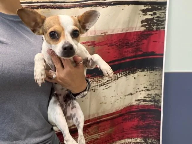 A young small-sized female Rat Terrier dog named Mia for adoption in Miami, FL