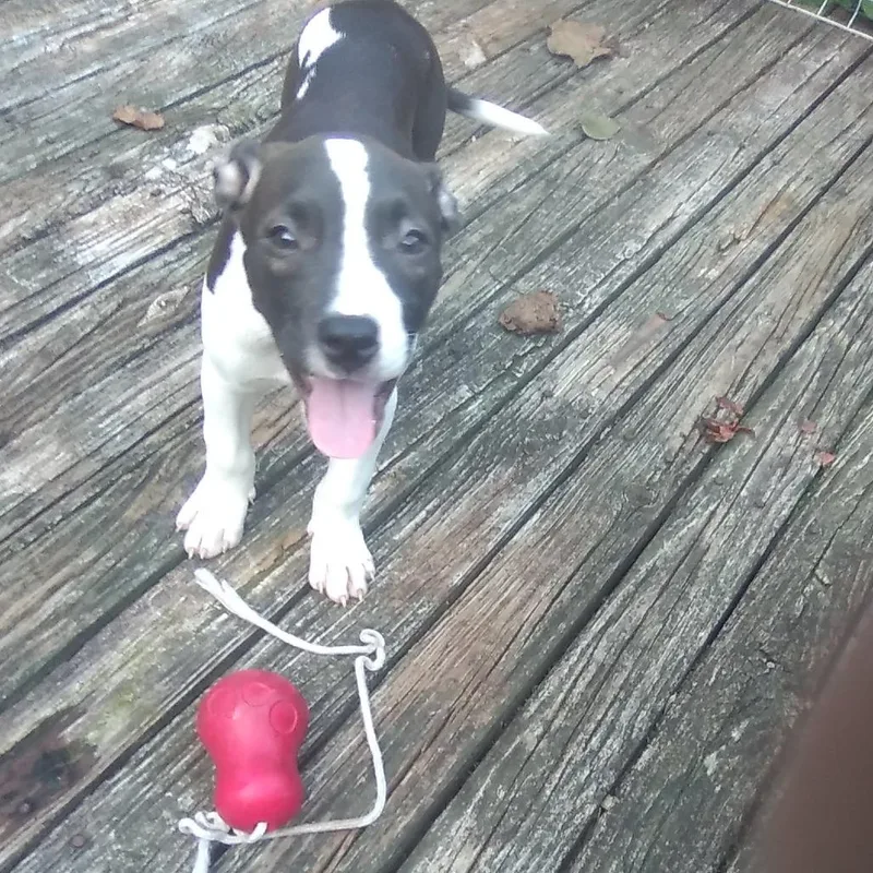A baby small-sized male Brown / Chocolate Mixed Breed dog named Bryce for adoption in Lenoir, NC
