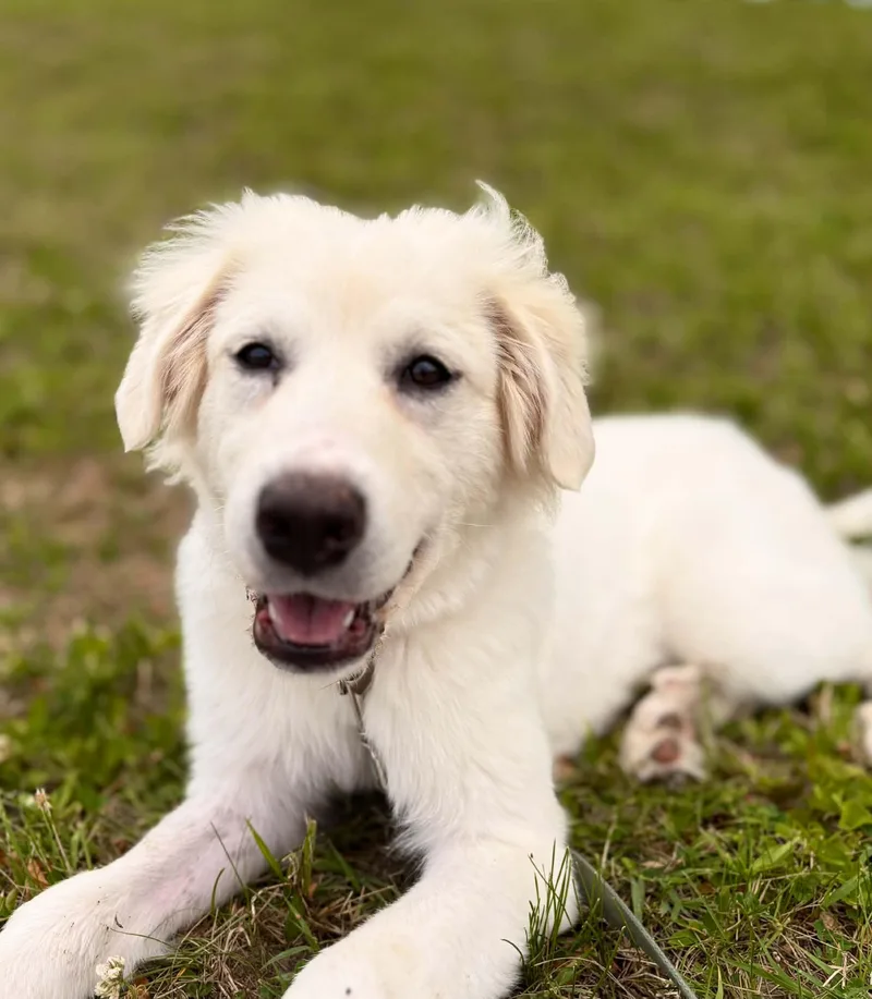 A young large-sized female Apricot / Beige Great Pyrenees dog named Hilda for adoption in Essex, MD