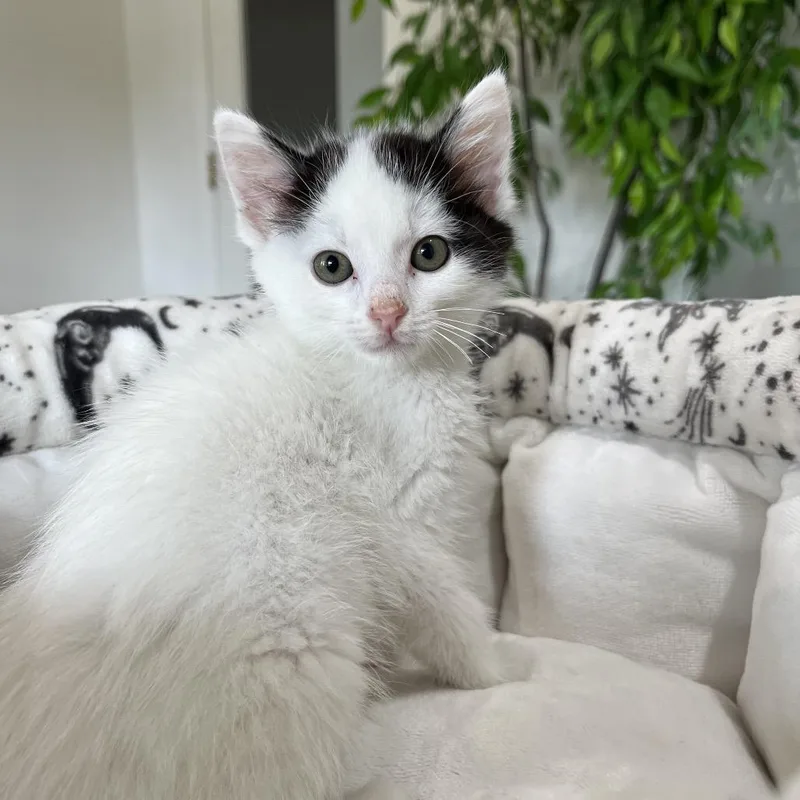 A baby small-sized female White Domestic Short Hair cat named Daphne for adoption in Pacific Grove, CA