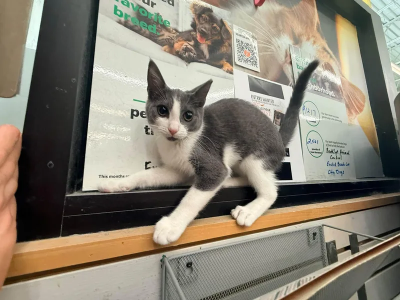 A baby medium-sized female Gray & White Domestic Short Hair cat named Spice for adoption in Cleveland, OH