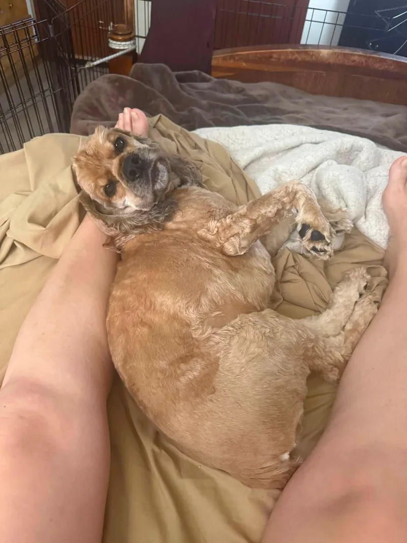 An adult medium-sized male Cocker Spaniel dog named Bucky yr for adoption in Mentor, OH