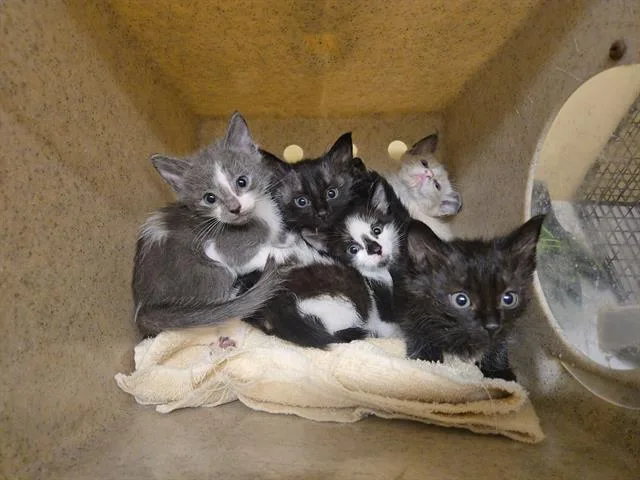 A baby small-sized male Domestic Short Hair cat named Harry for adoption in Tustin, CA