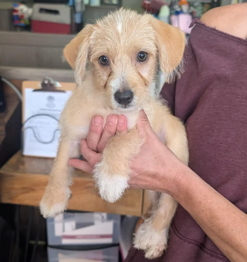 A baby small-sized male Terrier dog named Mini Cooper for adoption in Thousand Oaks, CA
