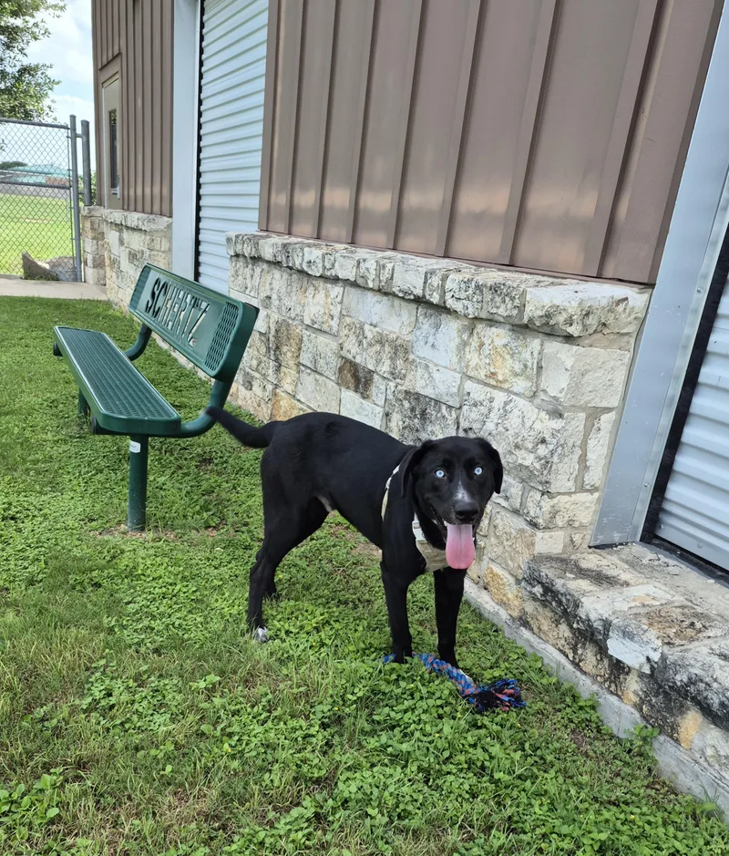 An adult medium-sized male Labrador Retriever dog named Waterboy for adoption in Schertz, TX