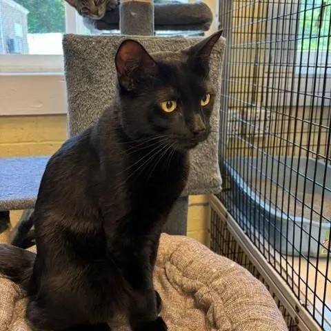 An adult large-sized male Black Domestic Short Hair cat named Kettle for adoption in Braintree, MA