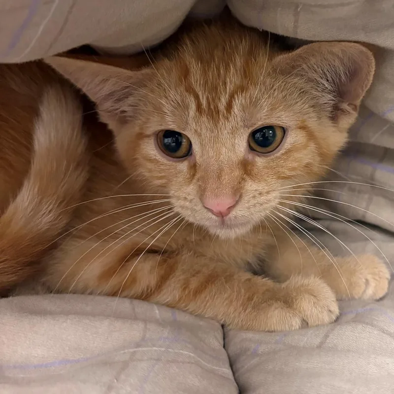 Sherbert thumbnail 2