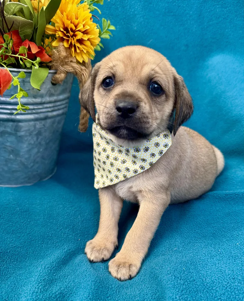 A baby small-sized female Black Puggle dog named Ashley for adoption in Corona Del Mar, CA