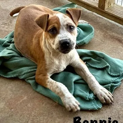 Bennie