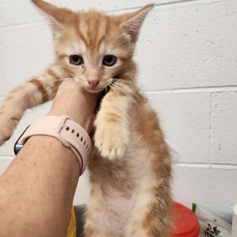 A baby small-sized male Orange / Red Domestic Short Hair cat named Julius for adoption in Evensville, TN