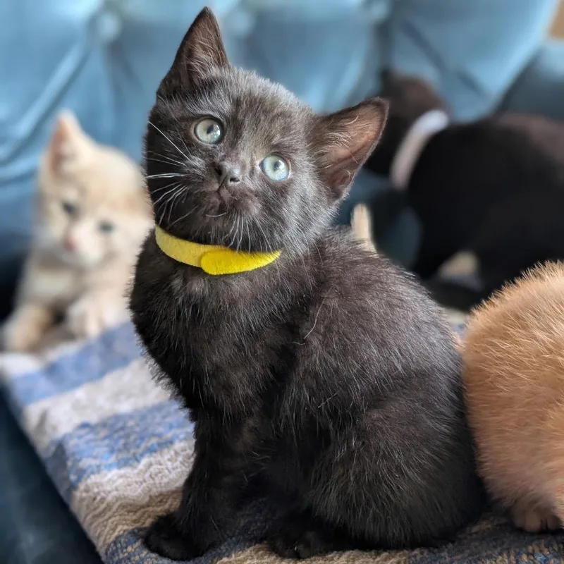 A young small-sized female Black Domestic Short Hair cat named Hazell for adoption in Tuscaloosa, AL
