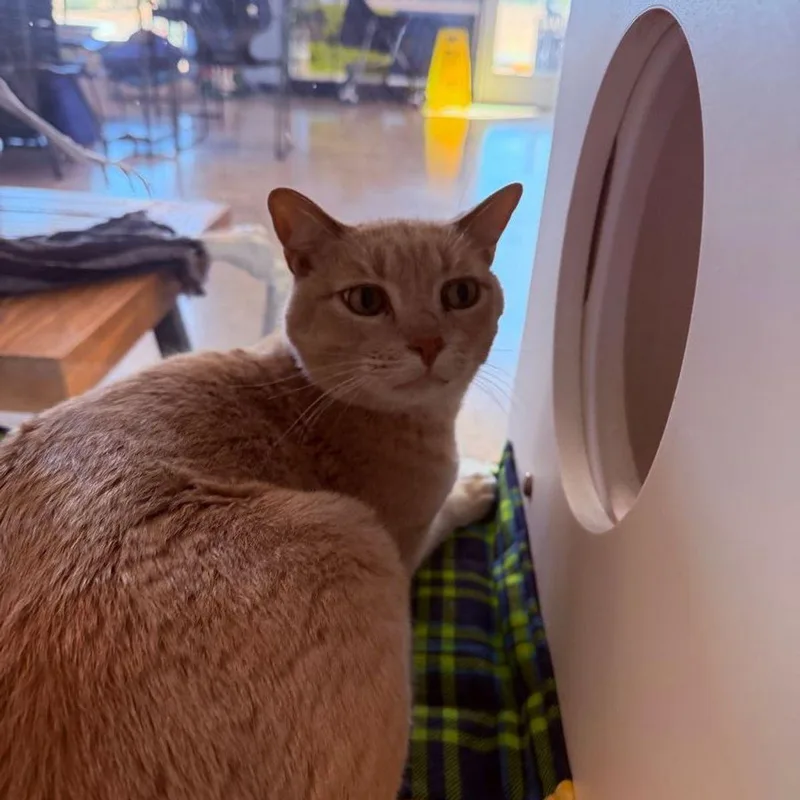 A senior medium-sized male Orange / Red Domestic Short Hair cat named Tommie for adoption in Kingman, AZ