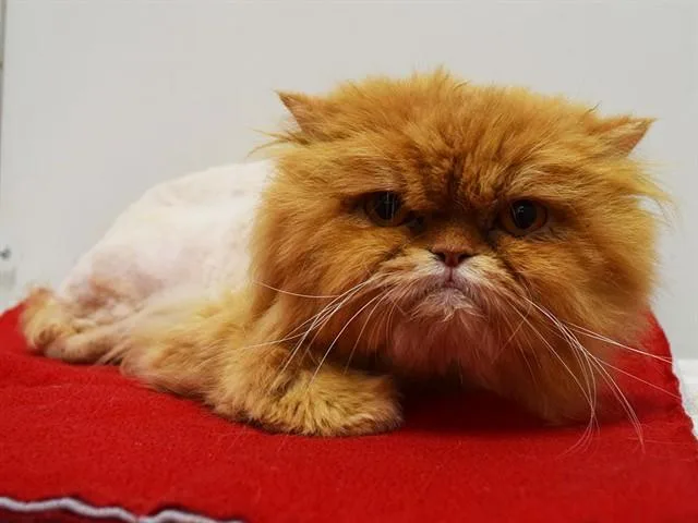 A young small-sized male Persian cat named Mufasa for adoption in Sacramento, CA
