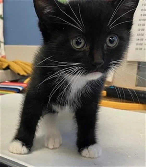 A baby small-sized female Domestic Short Hair cat named Boomie for adoption in San Jose, CA