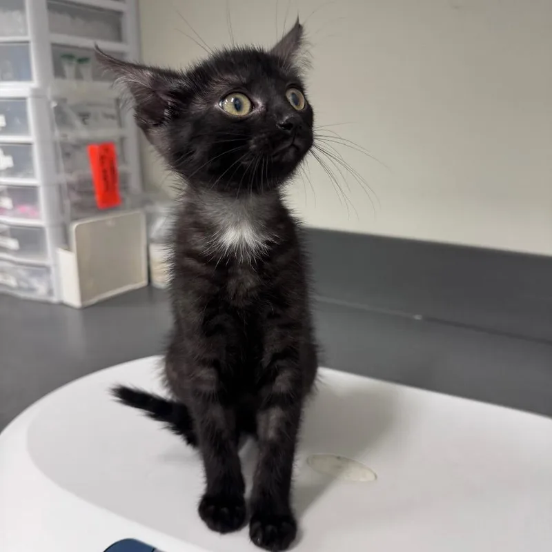 A baby small-sized female Black Domestic Short Hair cat named Peyton for adoption in Matteson, IL