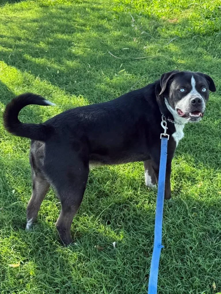 A senior medium-sized male Mixed Breed dog named Sky for adoption in Tucumcari, NM