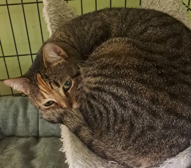 A young small-sized female Tabby (Brown / Chocolate) American Shorthair cat named Lulu for adoption in Tunica, MS