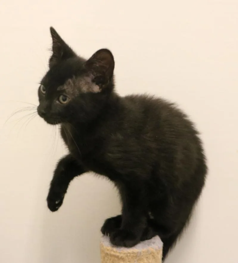 A young small-sized male Black Domestic Short Hair cat named Echo for adoption in Indiana, PA