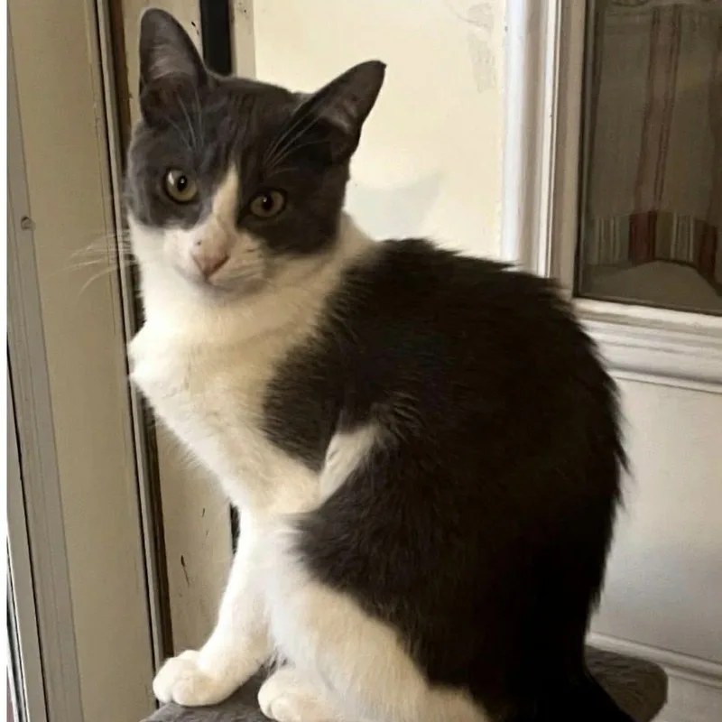 A baby medium-sized male Gray & White Domestic Short Hair cat named Titus for adoption in Houston, TX