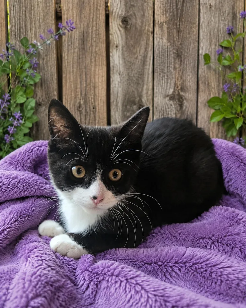 A baby medium-sized female Black & White / Tuxedo Domestic Short Hair cat named Indy for adoption in Joliet, IL
