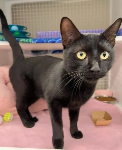 An adult large-sized male Black Domestic Short Hair cat named John Cena for adoption in Kansas City, MO