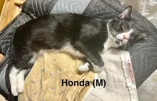 Honda thumbnail 4