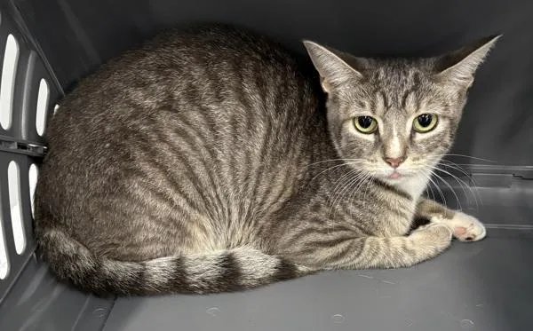 A young small-sized female Domestic Short Hair cat named If Mimi for adoption in Lawrenceville, GA