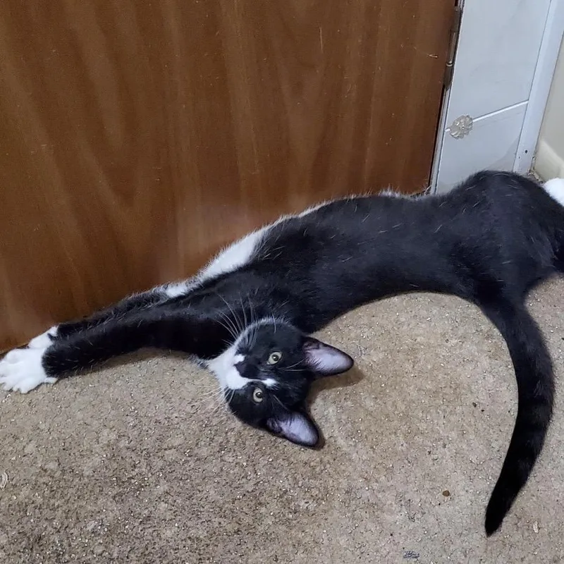 A baby medium-sized male Black & White / Tuxedo Domestic Short Hair cat named Boston Blackie for adoption in Columbia, MO