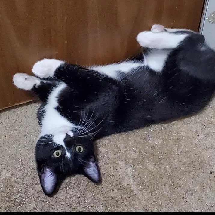 Boston Blackie thumbnail 2
