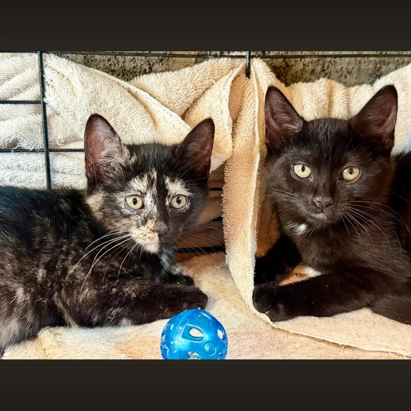A baby medium-sized female Domestic Short Hair cat named Galaxy & Genesis Coming for adoption in Clifton, NJ