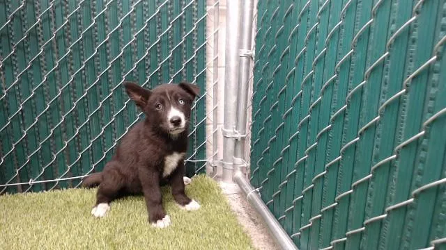A baby medium-sized female Siberian Husky dog named Rose Winters for adoption in Downey, CA