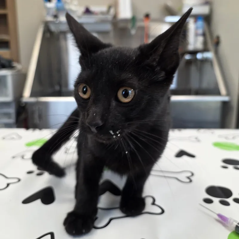A baby small-sized female Black Domestic Short Hair cat named Wednesday for adoption in Sand Springs, OK