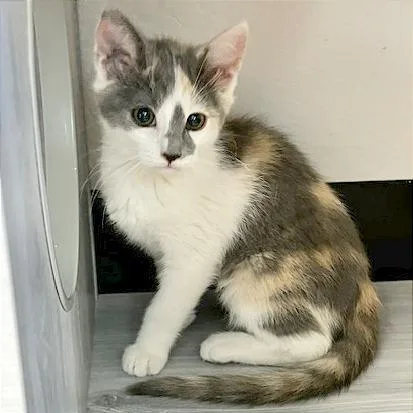 A baby small-sized female Calico Domestic Short Hair cat named Wilma for adoption in Pleasant Hill, CA