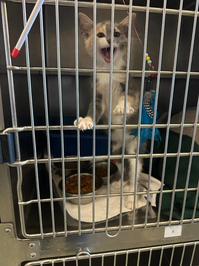 A baby medium-sized female Domestic Short Hair cat named Callie for adoption in Gallatin, TN
