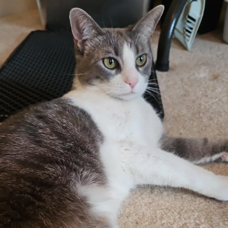 An adult small-sized female Gray / Blue / Silver Domestic Short Hair cat named Molly for adoption in Winchester, VA
