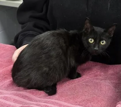 A baby medium-sized male Domestic Short Hair cat named Ares for adoption in Tyler, TX